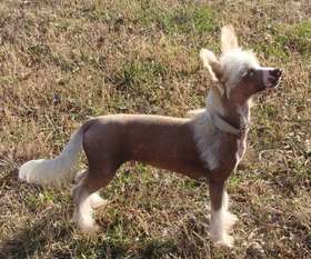 Hi-life's Sirius Jubilee Hi-life's Sirius Jubilee