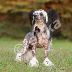 Dogland Happy Tsar Zverey Dogland Happy Tsar Zverey