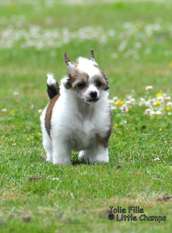 Jolie Fille Little Champs Jolie Fille Little Champs