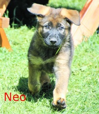 Neo Macaregra Neo Macaregra