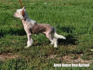 Arno Dol'ce Dea Apriori Arno Dol'ce Dea Apriori