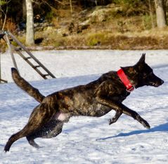 Blixten Av Goldbite Blixten Av Goldbite