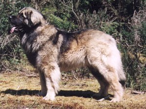 Lejonlands Tzar Prince Rupert Lejonlands Tzar Prince Rupert