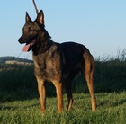 Jazzy de Beschermengel