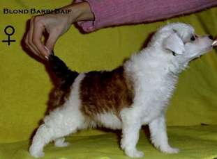 Blond Barbi Baif Blond Barbi Baif