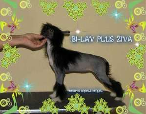 Bi-lav Plus Ziva Bi-lav Plus Ziva