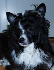 Doggy Liten's Always Want Pepsi Doggy Liten's Always Want Pepsi