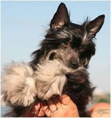 Dogland Happy Sweet Fairy Tale Dogland Happy Sweet Fairy Tale