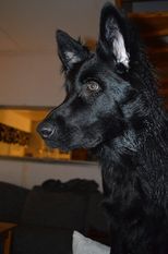 Lupo vom Großen Ex Lupo vom Großen Ex