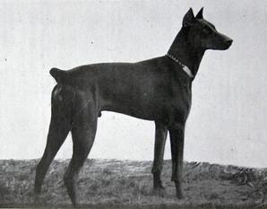 Ritter Hinz von der Höhe-schwingetal Ritter Hinz von der Höhe-schwingetal