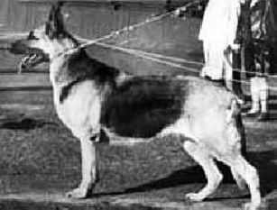 Kacha C-1226 (Kurakina) Kacha C-1226 (Kurakina)