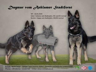 Dagmar vom Anklamer Stadforst Dagmar vom Anklamer Stadforst
