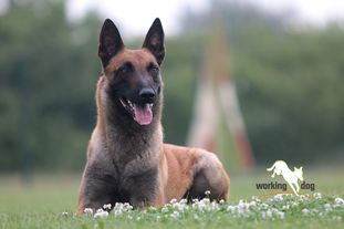 working-dog Esh working-dog Esh