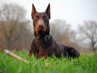Hektor (Bauer) Hektor (Bauer)