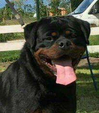 Michael Corleone von Hause Leroy Michael Corleone von Hause Leroy