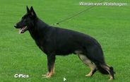 Waran von Walshagen