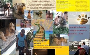 Kismet Kabir vom Goetschetal Kismet Kabir vom Goetschetal