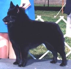 De Lamer's Fire Island Fox De Lamer's Fire Island Fox