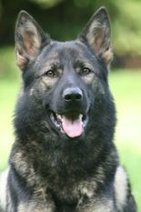 Idefix von der Mooreiche Idefix von der Mooreiche