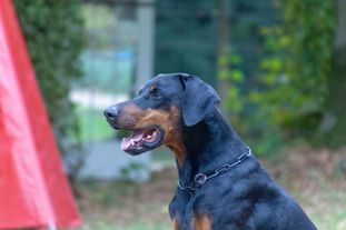 Artus vom Ellersgrund Artus vom Ellersgrund