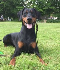 Kody von der Schwarzen Garde Kody von der Schwarzen Garde