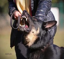 Frisko vom Heiligental Frisko vom Heiligental
