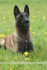 Grace von den Räuberwegen Grace von den Räuberwegen
