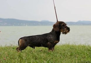 Középrigóci Apród Középrigóci Apród