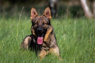Nabucco Duffmar Nabucco Duffmar