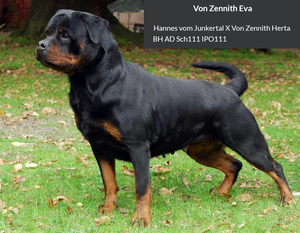 Von Zennith Eva Von Zennith Eva