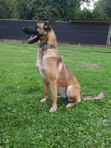 Phax LOSH 1182964 (Dehen) Phax LOSH 1182964 (Dehen)