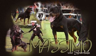 Massimo von Shambala Massimo von Shambala