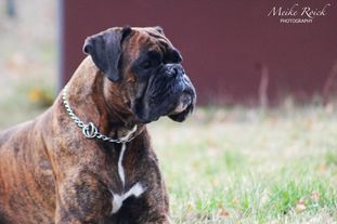 Antonius Royal Antonius Royal