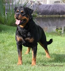 Leroy vom Räuberweg Leroy vom Räuberweg