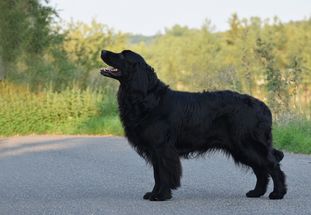 Borrego z Podhořanských kopců Borrego z Podhořanských kopců