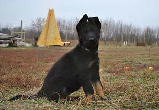 Crazy Moravia Kerberos Crazy Moravia Kerberos