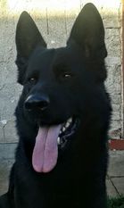 Kody Waji Kody Waji