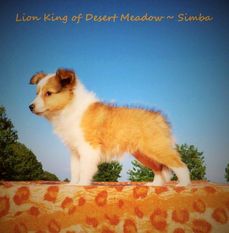 Lion King of Desert Meadow Lion King of Desert Meadow