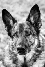 Chelsea von der Glacis Chelsea von der Glacis