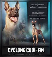 Cyclone Codi-Fin Cyclone Codi-Fin