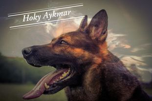 Hoky Aykmar Hoky Aykmar