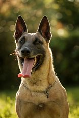 Guess Force Canina Guess Force Canina