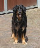 Bild von Satchmo vom Kloster Rohrbach