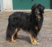 Bild von Satchmo vom Kloster Rohrbach