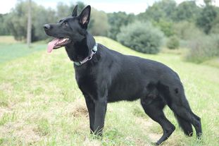 Altair Tomdog Security Altair Tomdog Security