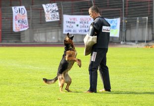 Happy vom Wolfsheim Happy vom Wolfsheim