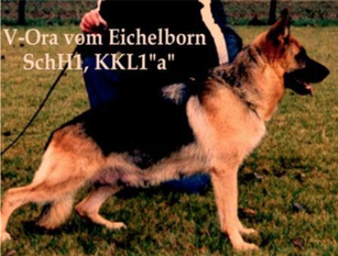 Ora vom Eichelborn Ora vom Eichelborn