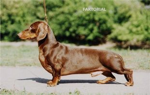 Faktorial RKF 0001248 Faktorial RKF 0001248