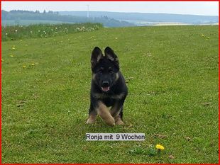 Ronja von der Boyneburgker Straße Ronja von der Boyneburgker Straße