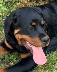 Bubota Negra vom Spitzbubenberg Bubota Negra vom Spitzbubenberg